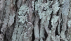 Acer rubrum 'Armstrong' — photo 4